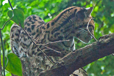 Ozelot im Gondwanaland Leipzig