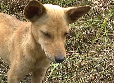Dingoartiger Hund bei Wau, Papua-Neuguinea