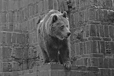 Braunb�r Zoo Leipzig