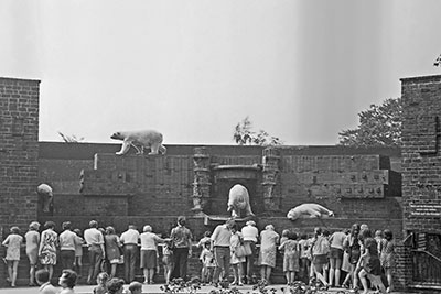 Eisb�ren im Leipziger Zoo