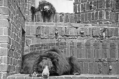 Lippenb�r im Zoo Leipzig