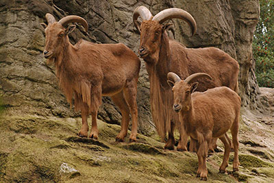 M�hnenspringer im Zoo Hagenbeck