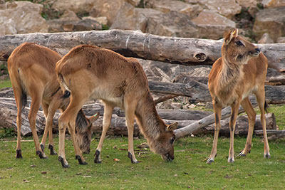 Wei�nacken-Moorantilopen im Zoo Leipzig