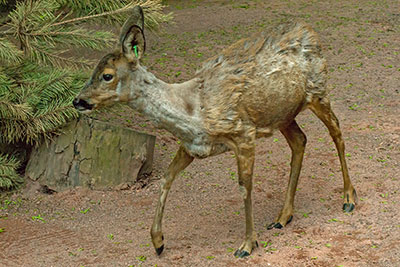 Europ�isches Reh Zoo Leipzig