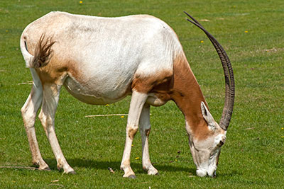 S�belantilope Oryx dammah im Leipziger Zoo