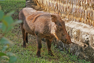 Warzenschwein in Arba Minch, �thiopien
