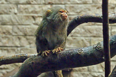 Wei�bauch-Zwergseiden�ffchen, Zoo Leipzig