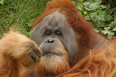 Orang Utan Bimbo Pongoland Zoo Leipzig