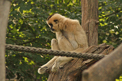 Gibbon Mini Zoo Leipzig