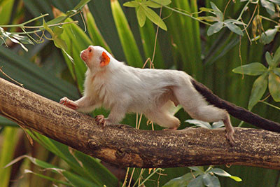 Silber�ffchen Gondwanaland