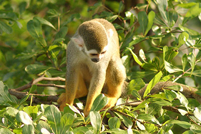 Totenkopf�ffchen Gondwanaland Leipzig