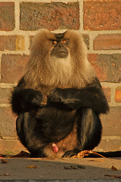 Bartaffe Zoo Leipzig