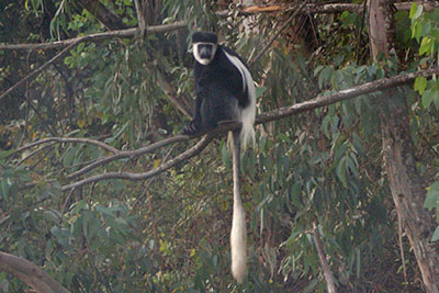 Guereza �thiopien 2010