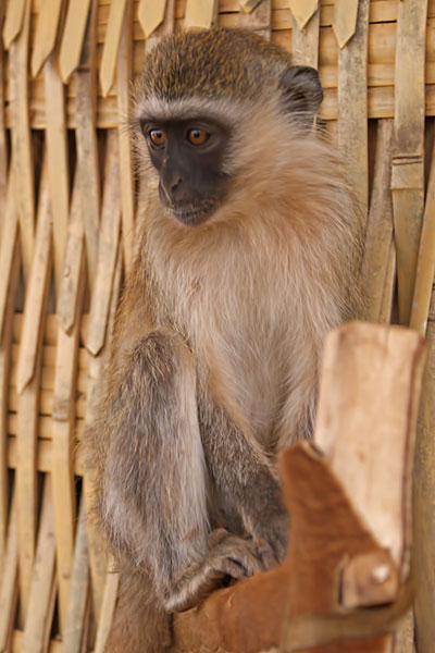 Gr�ne Meerkatze Arba Minch, �thiopien