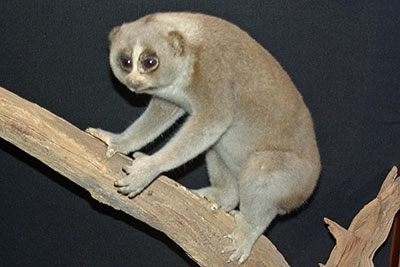 Plumplori Ausstellung Phyllodrom Leipzig