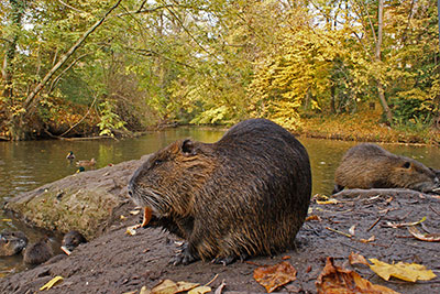 Nutria Peissnitz Halle