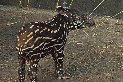 Schabrakentapier Baru im Gondwanaland