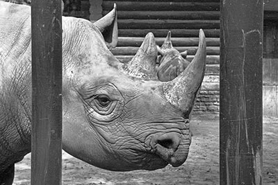 Spitzmaulnashorn Zoo Leipzig