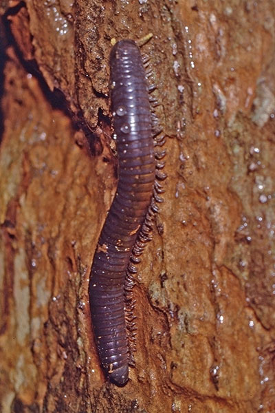 Schnurfsser bei Bantimurung, Sulawesi, 2001