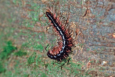 Kopula Tausendfsser am Gunung Singalang, Sumatra