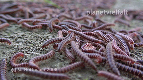 Orgie der Tausendfsser am Fluss Rapti, Nepal