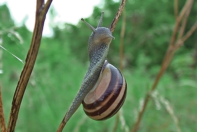 Hainschnirkelschnecke Leipzig