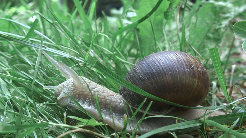 Weinbergschnecke Helix pomatia