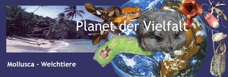 Kollage Organismen