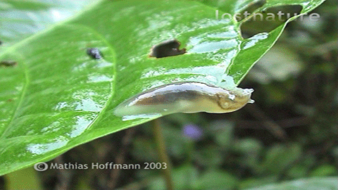 Kleine Nacktschnecke auf New Britain, 2003