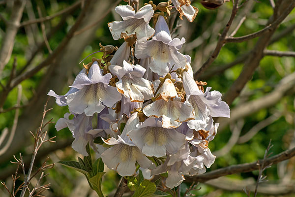 Blte Blauglockenbaum Paulownia tomentosa