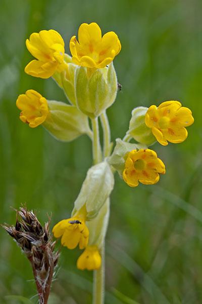 Schlsselblume Primula veris