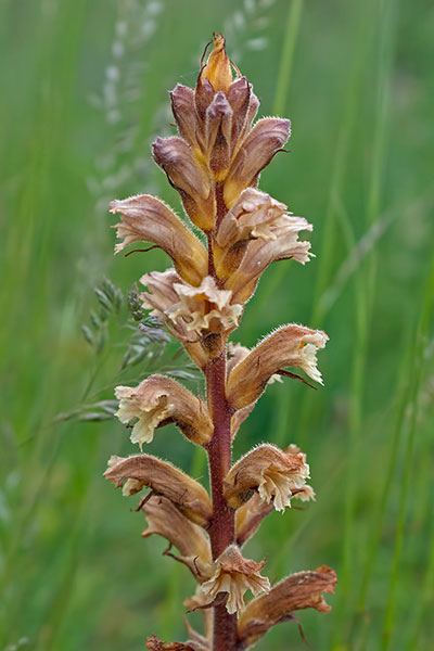 Sommerwurz Orobanche spec.