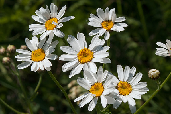 Margarite Tanacetum corymbosum