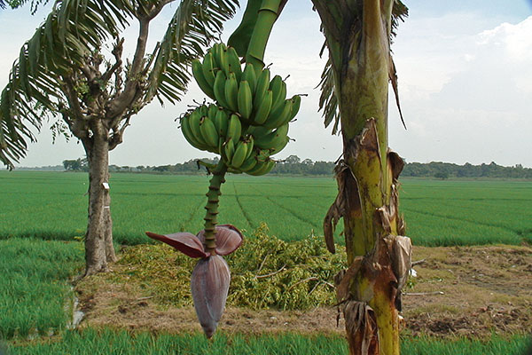 Bananenblte vor Reisfeld auf Java