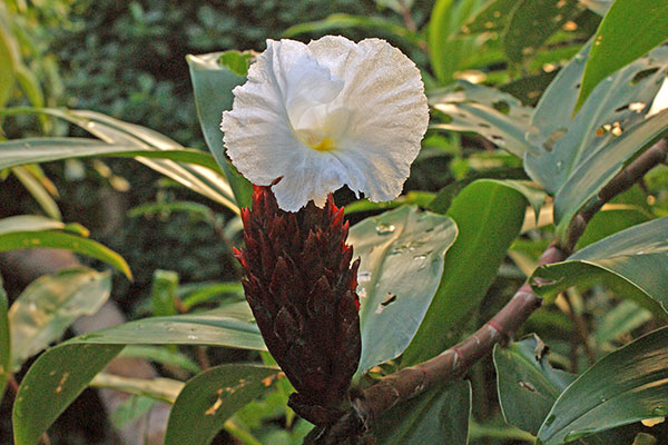 Costus spec. Gondwanaland Leipzig