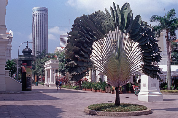 Baum der Reisenden im Zentrum von Singapur