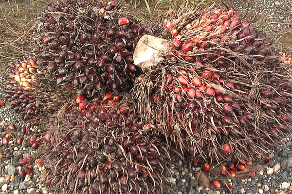 Frchte der lpalme Borneo Malaysia 2008