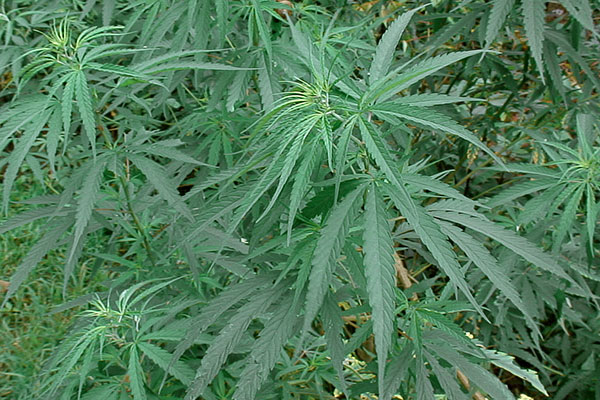 Hanf Cannabis spec., Mt. Rani, Nepal, 2007