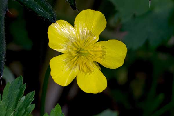 Gelbes Windrschen Anemone ranunculoides