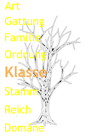 Grafik Stammbaum