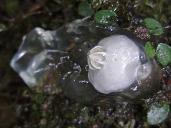 am Mt. Kinabalu, Sabah, Borneo, 2008