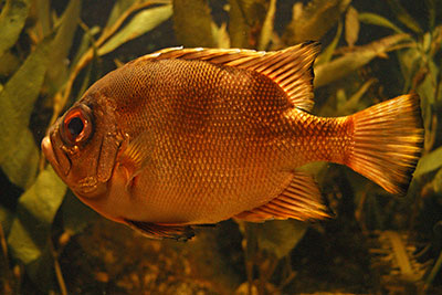 Glotzaugenbarsch Aquarium Zoo Leipzig