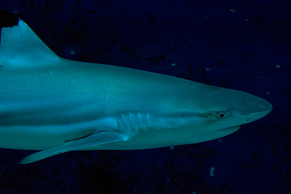 Schwarzspitzen-Riffhai