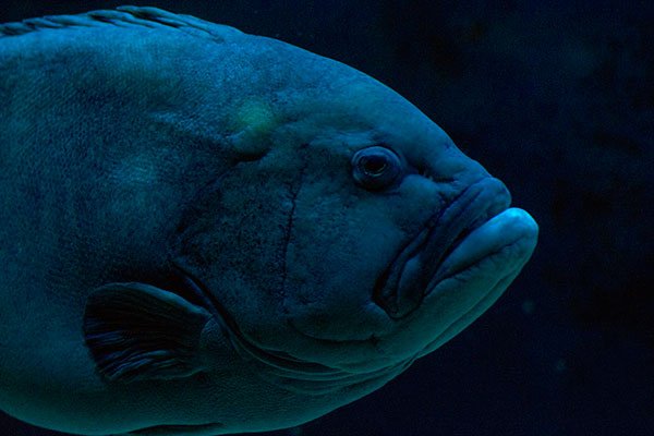 Gelbfossen-Zackenbarsch