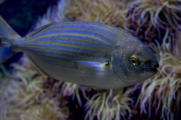 Goldstrieme Sarpa salpa