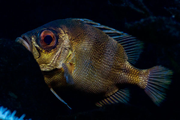 Glotzaugenbarsch Pristigenys serrula