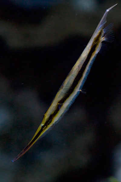 Gestreifter Schnepfenmesserfisch