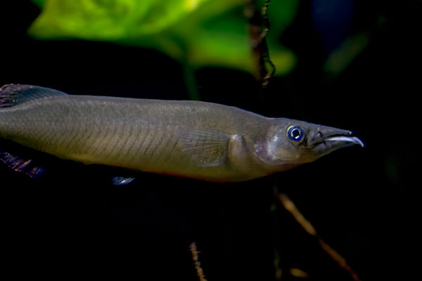 Liems Halbschn�bler Nomorhamphus liemi