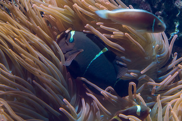Clownsfisch Anemonenfisch