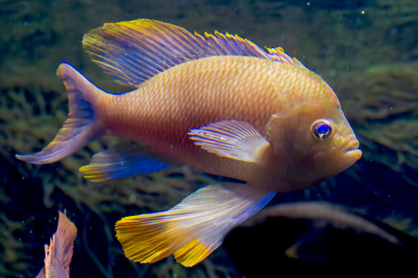 Mittelmeer-Fahnenbarsch Anthias anthias